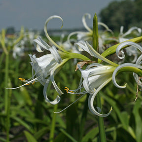 Hymenocallis festalis Zwanenburg