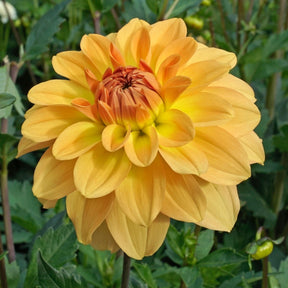 Dahlie Karma Gold