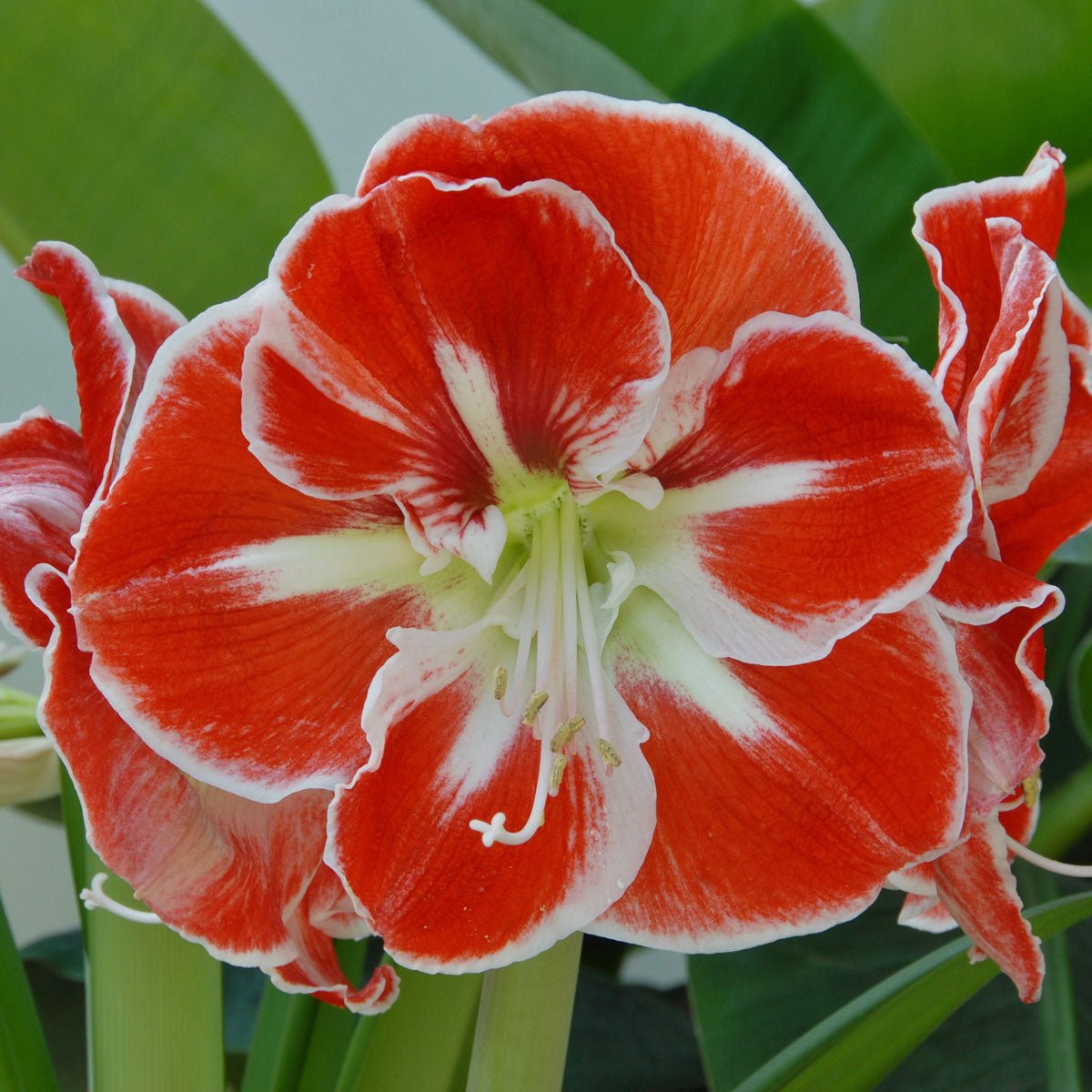Amaryllis Samba - meerkleurige amaryllis - Fluwel