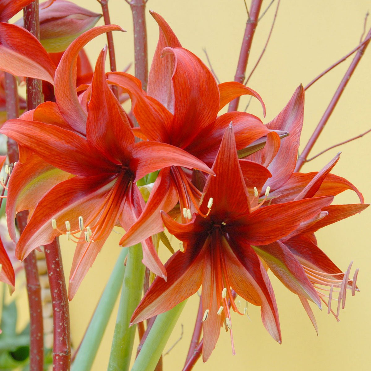 Amaryllis Bogota - rode amaryllis - Fluwel