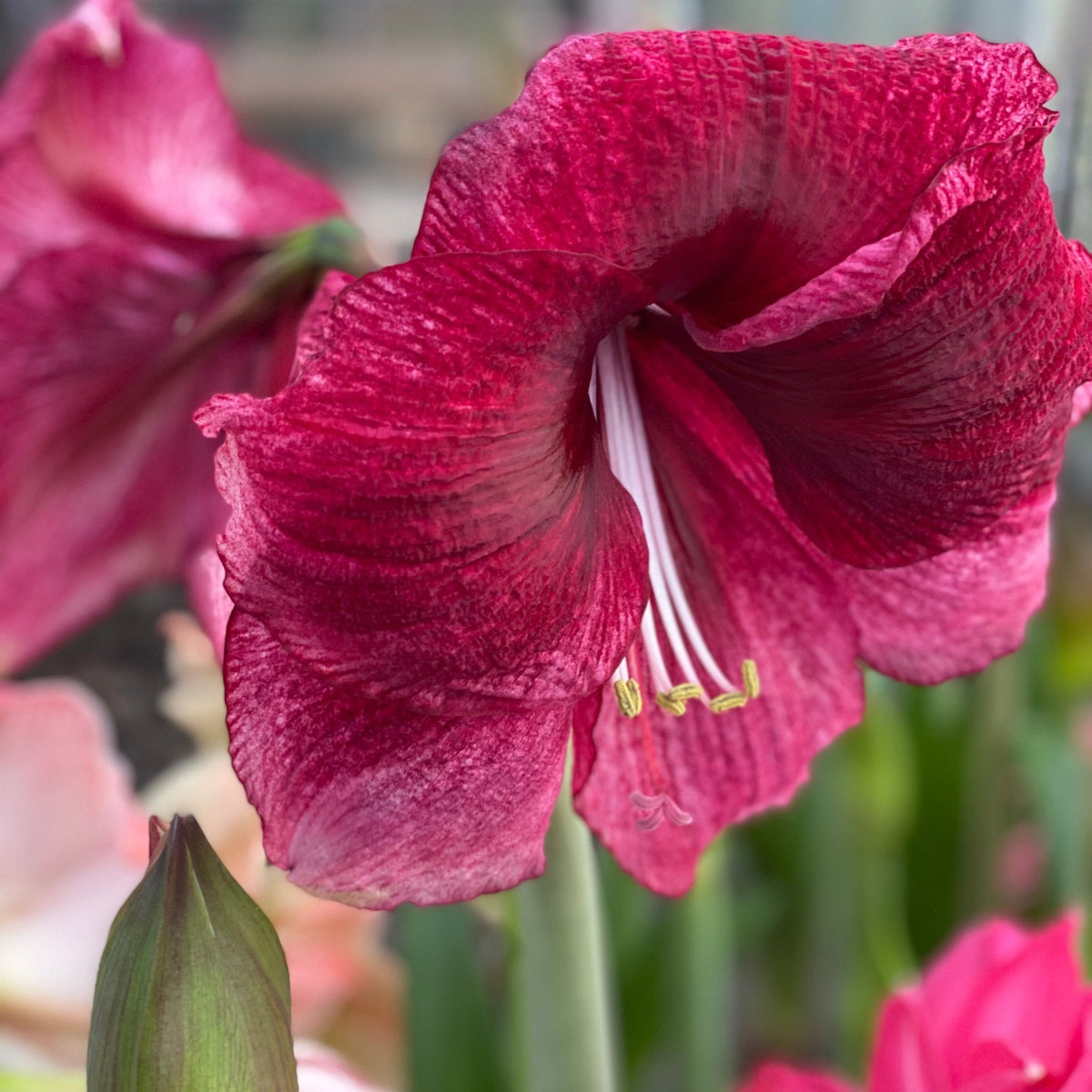 Amaryllis Daphne - rode amaryllis - Fluwel