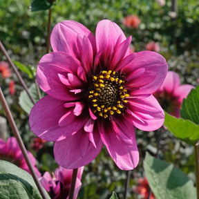 Dahlie Skyfall