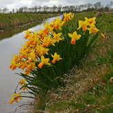 Narcissus Jetfire