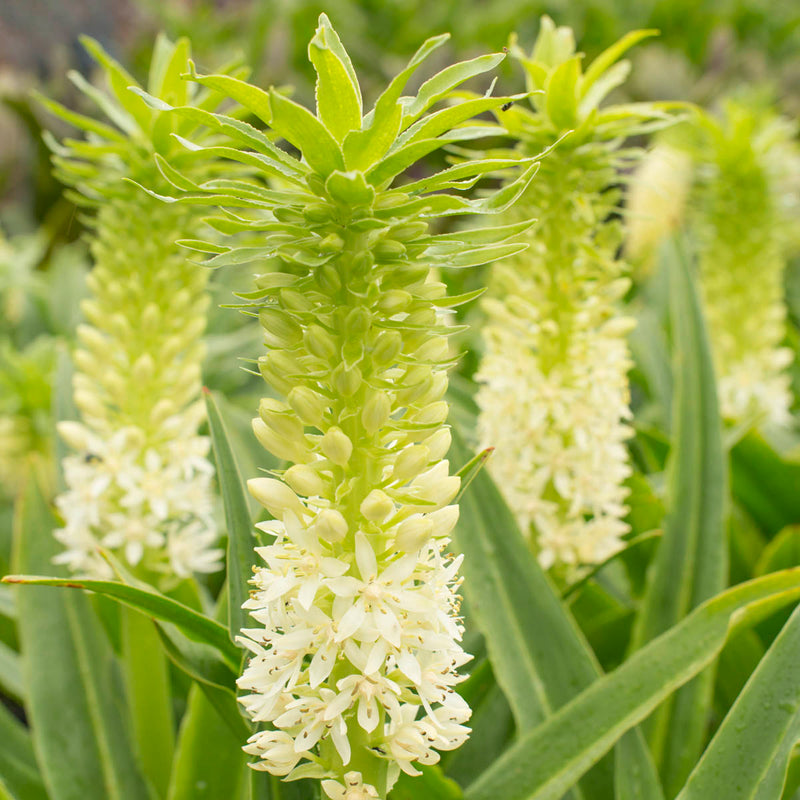 Eucomis