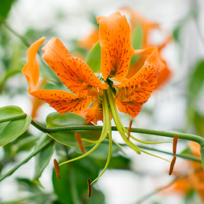 Lilium henryi