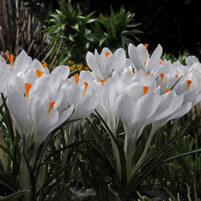 Crocus vernus Jeanne d'Arc