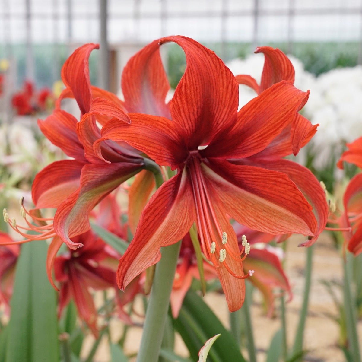 Amaryllis Bogota - rode amaryllis - Fluwel