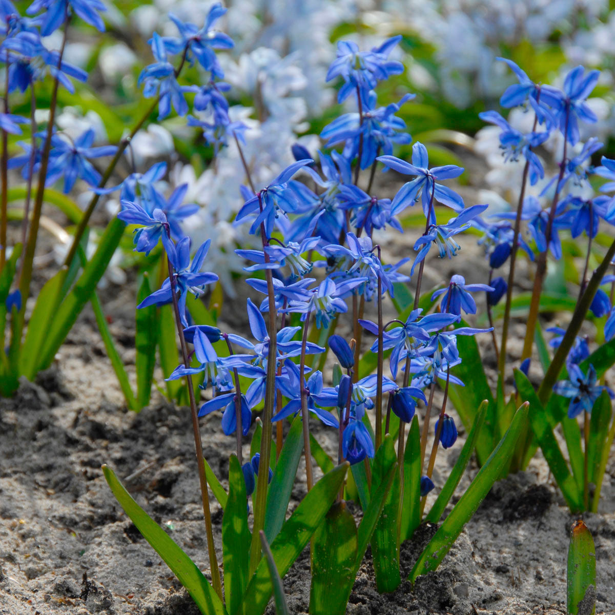 Scilla siberica Pro 50 Stück blumenzwiebeln kaufen