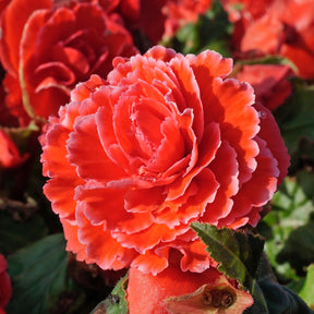 Begonia Lace Picotee Red