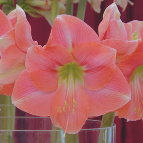 Amaryllis Rosalie