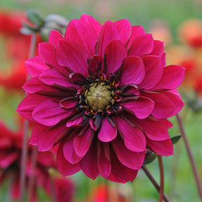 Dahlie Purple Haze
