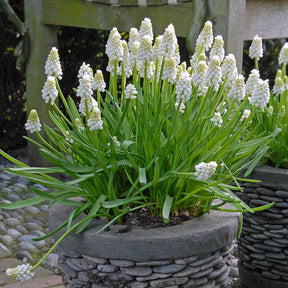 Muscari aucheri White Magic