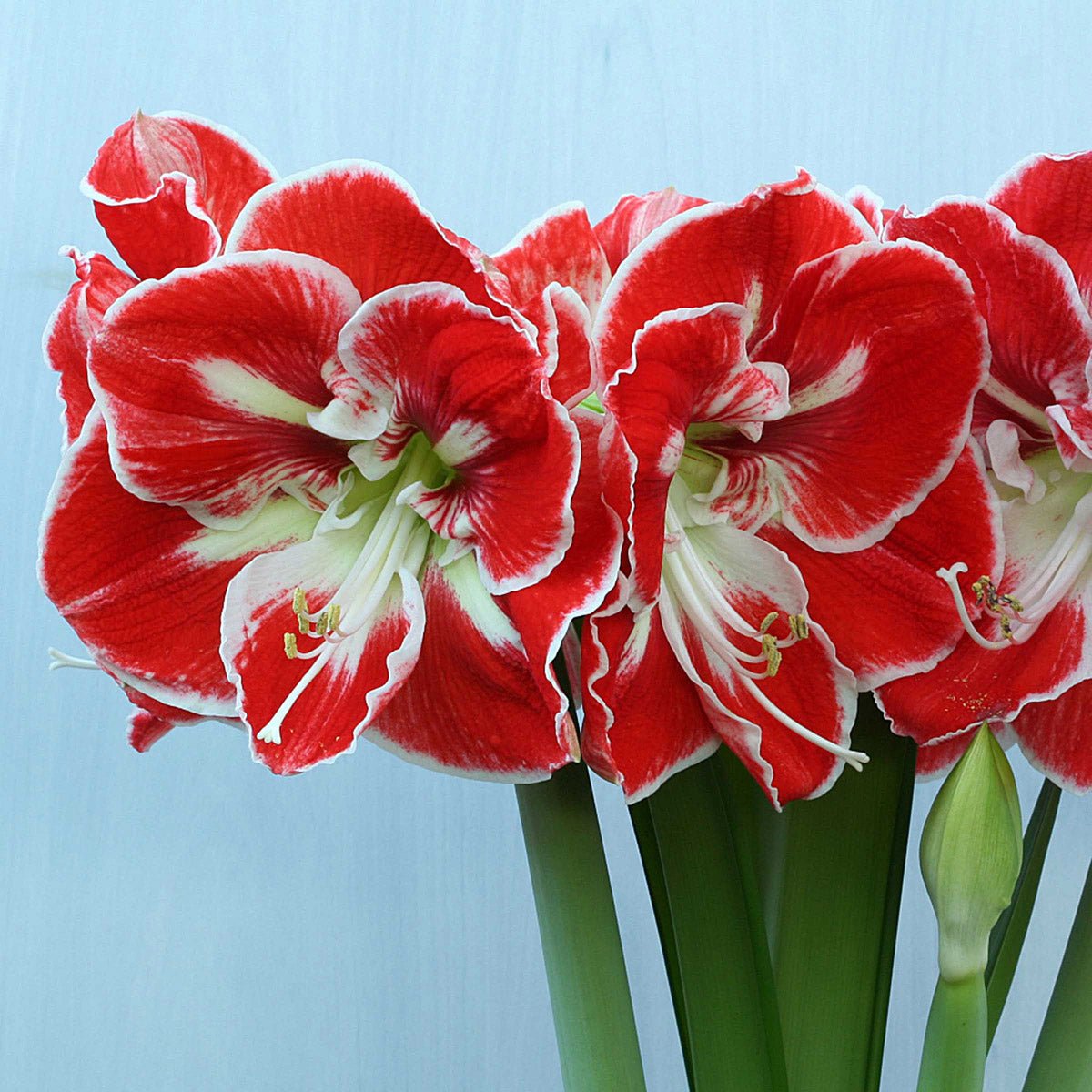 Amaryllis Samba - meerkleurige amaryllis - Fluwel