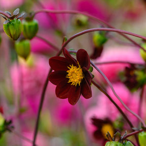 Dahlie Mexican Star