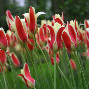 Tulipa Clusiana Tinka