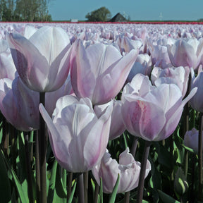 Tulipa Silver Cloud