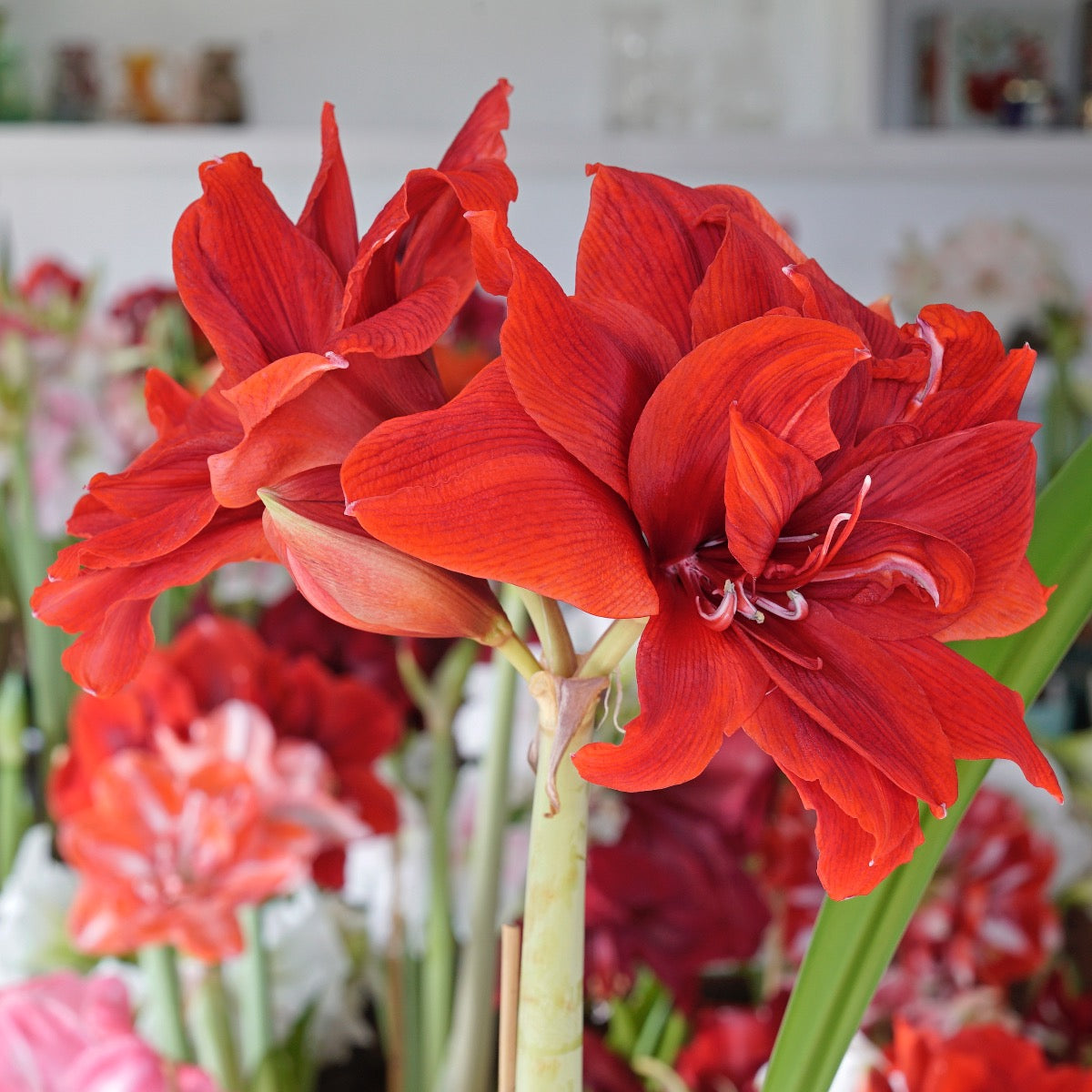 Amaryllis Red Toro