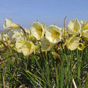 Narcissus Mary Poppins