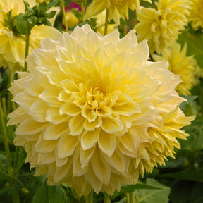 Dahlia Kelvin Floodlight