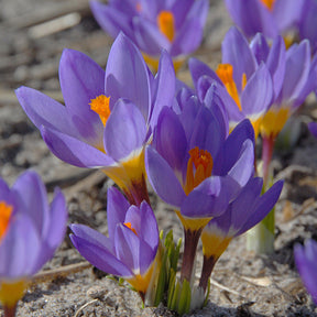 Crocus sieberi sublimis Tricolor