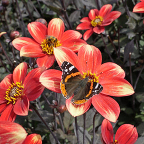 Dahlie Dahlegria Bicolore