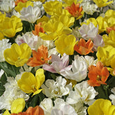 Prosecco Tulips