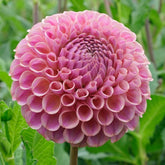 Dahlie Caitlin's Joy