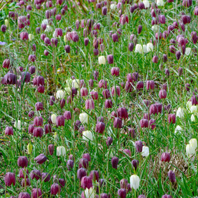 Fritillaria meleagris