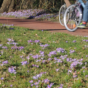 Crocus tommasinianus