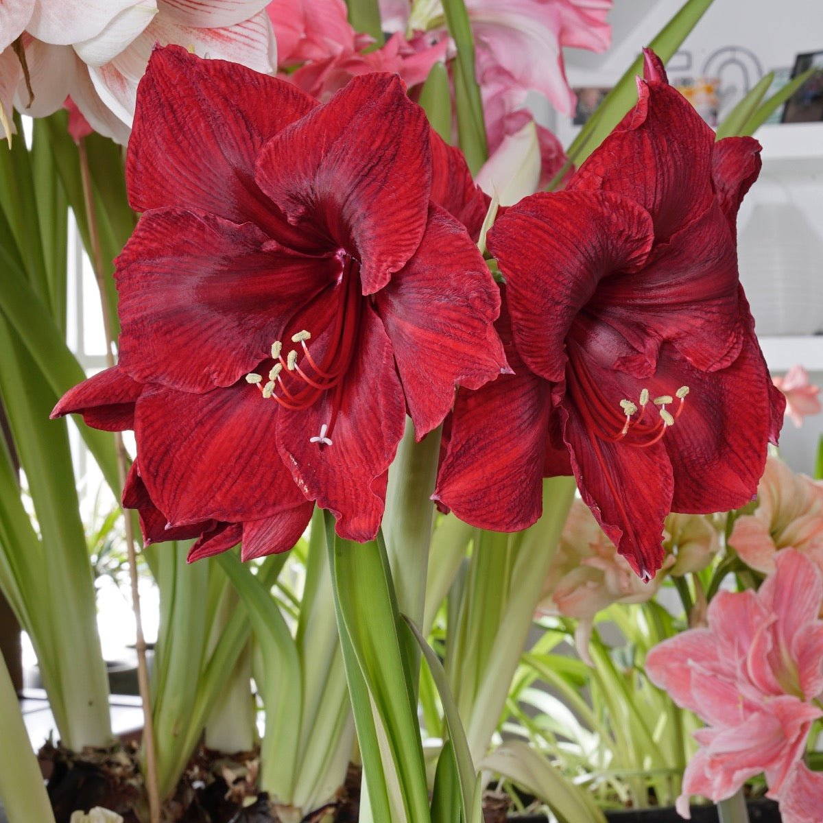 Amaryllis Red Reality - rode amaryllis - Fluwel