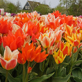 Mixture Tulip Fun Colors