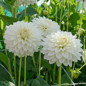 Dahlie Snow Cap