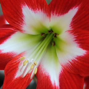 Amaryllis Tres Chic