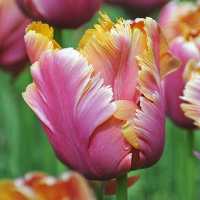 Tulipa Amazing Parrot