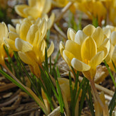 Crocus chrysanthus Romance