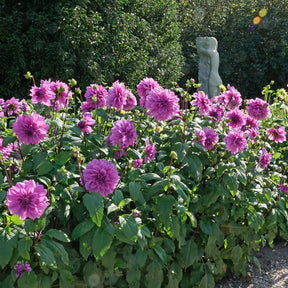 Dahlie Lilac Time