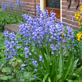 Hyacinthoides hispanica Excelsior