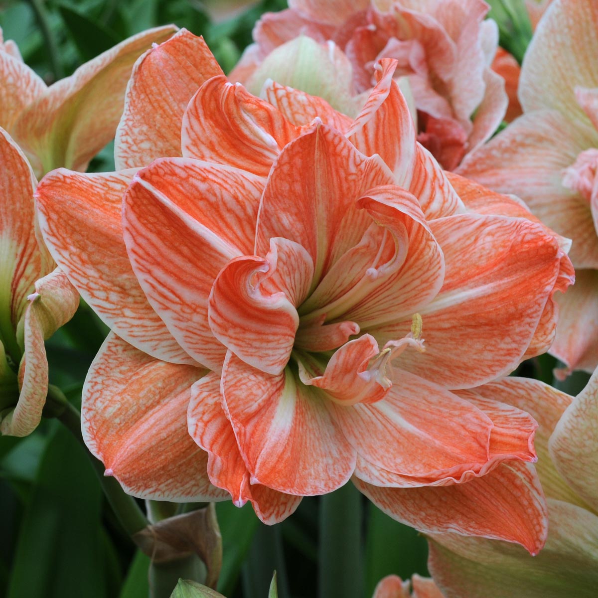 Amaryllis Exotic Nymph - meerkleurige amaryllis - Fluwel