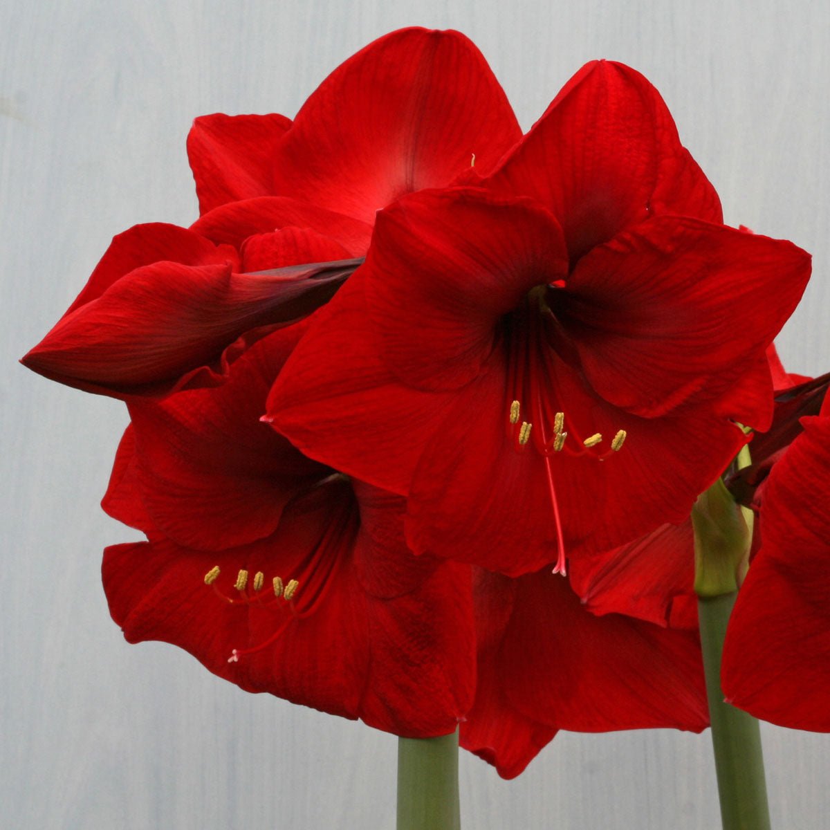 Amaryllis Red Lion - rode amaryllis - Fluwel