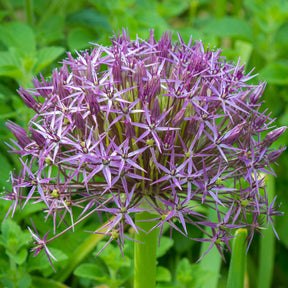 Allium christophii