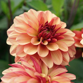 Dahlie Creme de Cognac