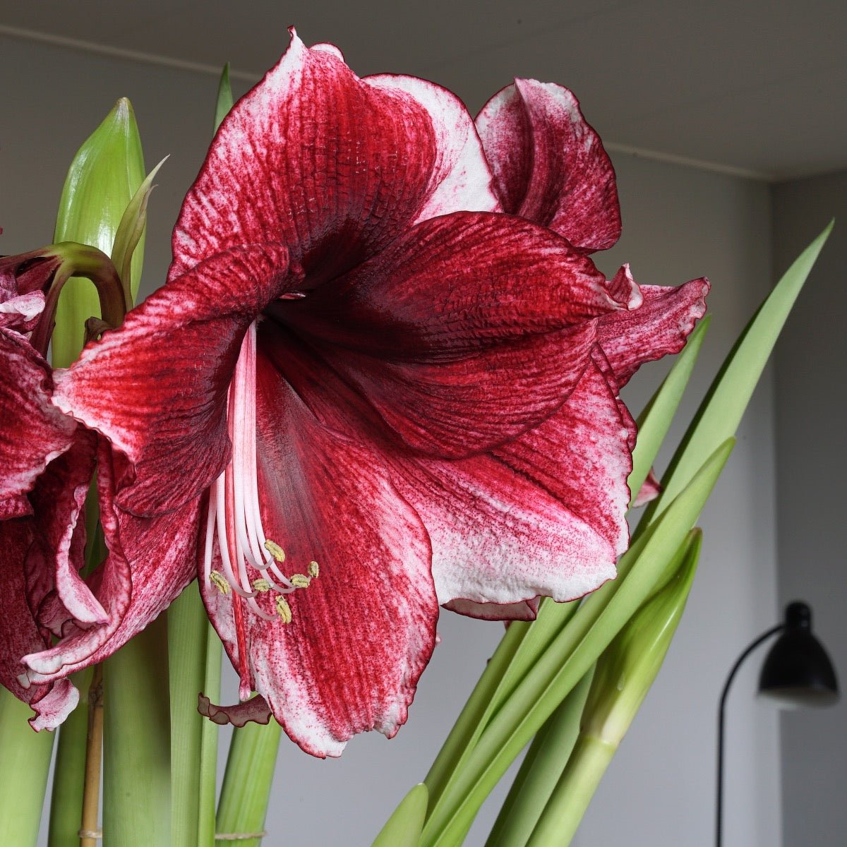 Amaryllis Daphne - rode amaryllis - Fluwel