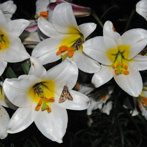 Lilium regale