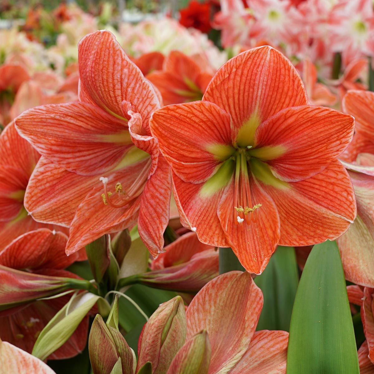 Amaryllis Terra Cotta Star
