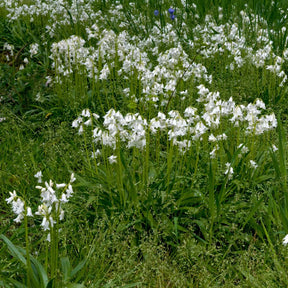 Hyacinthoides hispanica White City