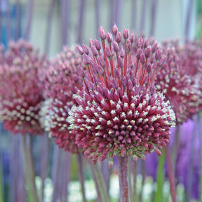 Allium Red Mohican