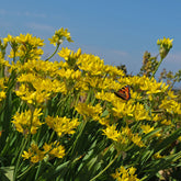 Allium moly Jeannine