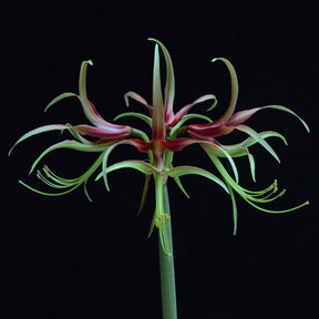 Amaryllis Chico