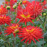 Dahlie Karma Bon Bini