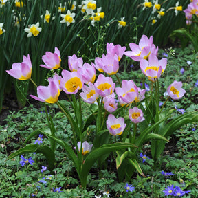 Tulipa Bakeri Lilac Wonder
